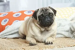 Pug dog indoors in the living room