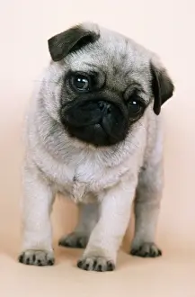 Sorry Prints: Pug Dog JD 6738 Puppy © John Daniels / ardea. com
