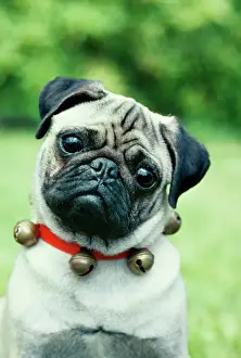 Pugs Prints: Pug Dog JPF 1684 © Jean-Paul Ferrero / ARDEA LONDON