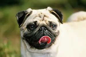Pugs Prints: Pug Dog - licking face