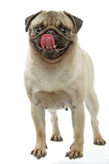 Pug Dog - licking its lips