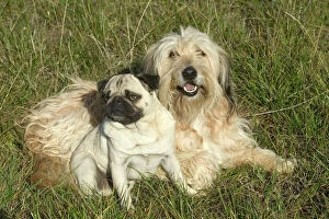 Images Dated 19th October 2004: Pug Dog with Mongrel - Lying down together in grass
