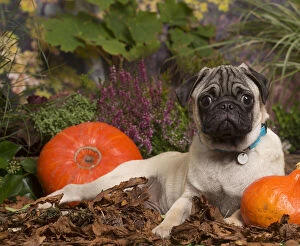 Images Dated 15th October 2019: Pug dog outdoors in Autumn