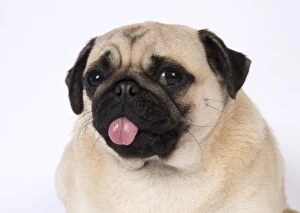 Pug dog portrait sticking tongue out