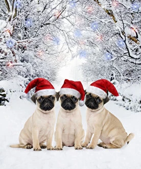 Pug Dog, puppies wearing Christmas hats in winter