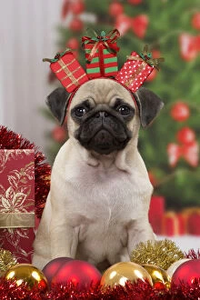 Baubles Gallery: Pug Dog, puppy 3 months old in Christmas scene Date: 03-Oct-13