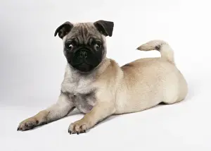 Startled Prints: Pug Dog Puppy