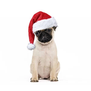 Images Dated 31st March 2020: Pug Dog - puppy wearing a red Christmas hat