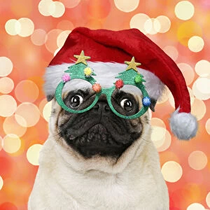 Pug dog, wearing Christmas hat and Christmas tree glasses