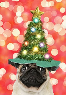 Pug dog wearing Christmas tree hat with lights