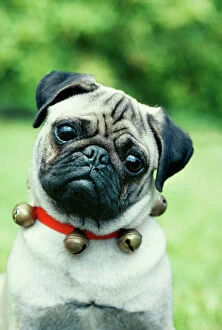 Pug DOG - wearing collar with bells