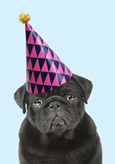 Birthdays Gallery: Pug Dog, wearing party hat. Digital manipulation