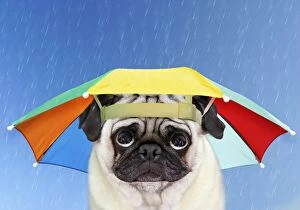 Pug Dog wearing umbrella hat in the rain looking