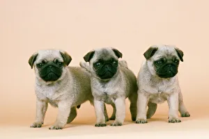 Pug Dog - x3 puppies