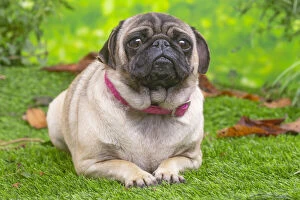 Images Dated 6th November 2020: Pug lying down outside in the garden
