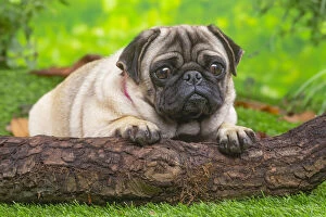 Images Dated 6th November 2020: Pug lying down outside in the garden