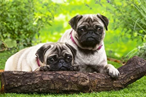 Images Dated 6th November 2020: Two pugs lying down outside in the garden