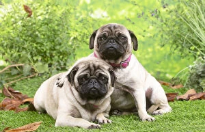 Images Dated 6th November 2020: Two pugs lying down outside in the garden