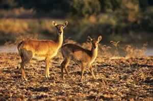 Antelopes Prints: Puku - female with young - Luangwa National Park Zambia