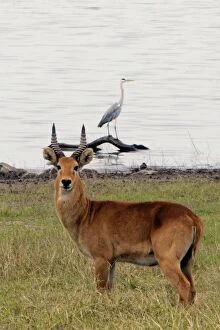 Images Dated 21st October 2012: Puku - with Grey Heron (Ardea cinerea) in background