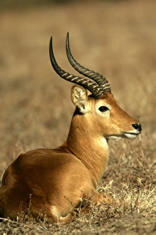 Images Dated 10th July 2004: Puku. South Luangwa Valley National Park - Zambia - Africa