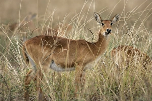 Images Dated 7th July 2004: Puku. South Luangwa Valley National Park - Zambia - Africa