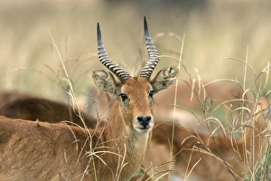 Images Dated 7th July 2004: Puku. South Luangwa Valley National Park - Zambia - Africa