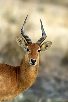 Puku. South Luangwa Valley National Park - Zambia - Africa