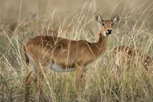 Puku. South Luangwa Valley National Park - Zambia - Africa
