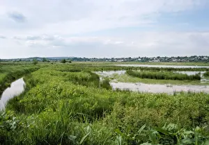 Heath Prints: Pulborough Brooks Nature Reserve (RSPB) - UK