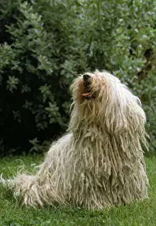 Puli Dog