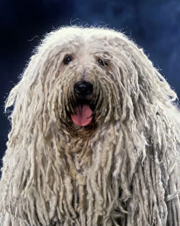 Puli / Hungarian Sheepdog - With mouth open