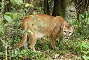 Belize Prints: Puma Belize
