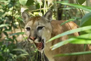 Cougars Prints: Puma Belize