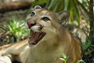 Puma Belize