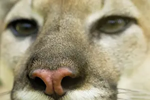 Cougars Prints: Puma Belize