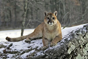 Snow Gallery: Puma ; Cougar