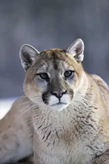 Puma / Cougar / Mountain Lion Minnesota USA