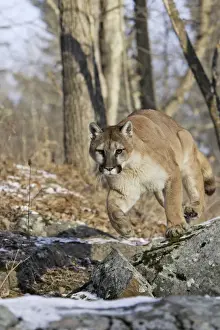 Puma / Cougar / Mountain Lion Minnesota USA