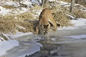 Puma / Cougar / Mountain Lion Minnesota USA