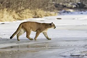 Puma / Cougar / Mountain Lion Minnesota USA