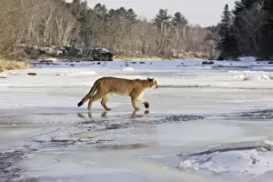 Puma / Cougar / Mountain Lion Minnesota USA