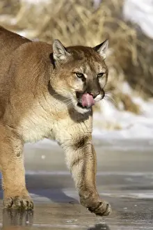 Puma / Cougar / Mountain Lion Minnesota USA