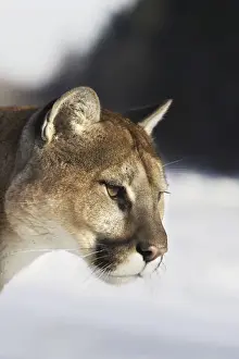 Puma / Cougar / Mountain Lion Minnesota USA
