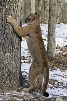 Puma / Cougar / Mountain Lion - sharpening claws on tree trunk Minnesota USA
