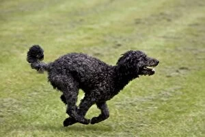 Pumi dog running in garden