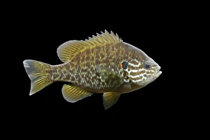 Images Dated 26th October 2005: Pumkinseed / Kiver Fish – black background side view – N America – alien species in UK