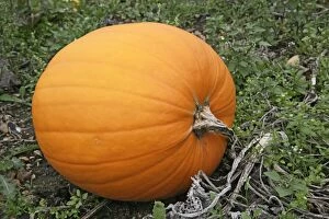 Images Dated 31st October 2005: Pumpkin – ready for harvest UK