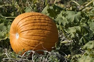 Images Dated 21st September 2003: Pumpkin - single, ripe orange fruit