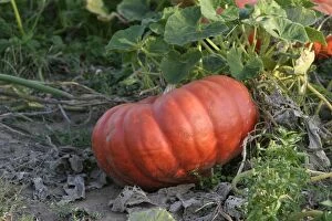Images Dated 19th September 2003: Pumpkin - single, ripe orange fruit